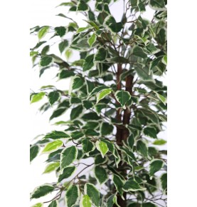 ÄRBOL DE FICUS BICOLOR ARTIFICIAL 175 CM