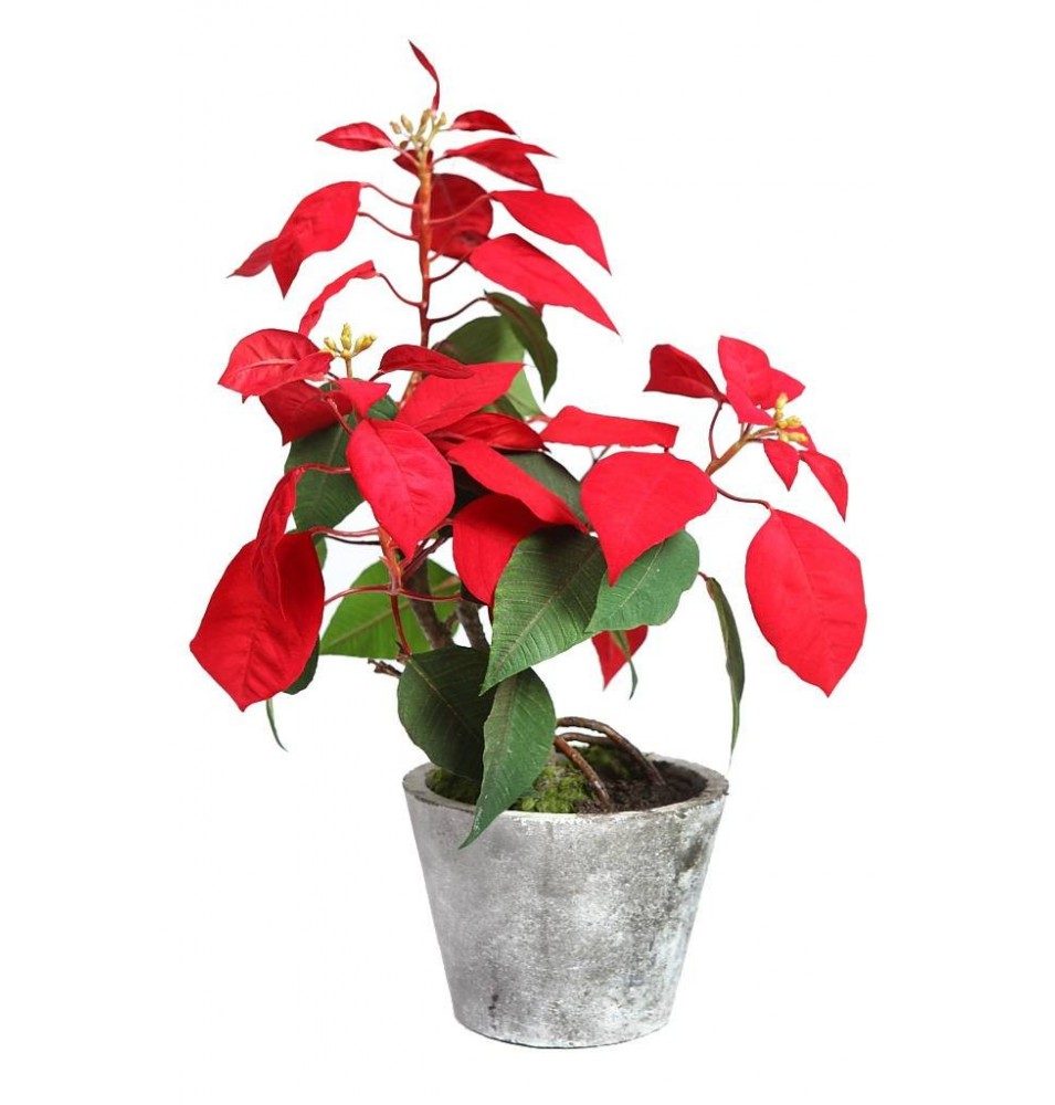 PLANTA DE PASCUA 56 CM PLANTA DE PASCUA 56 CM