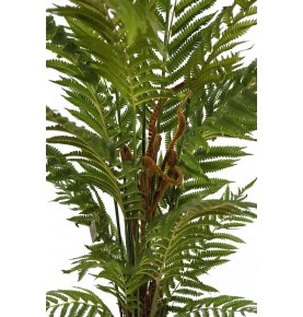 HELECHO ARBÓREO 150 CM