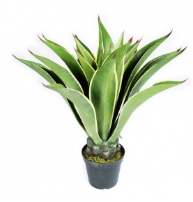AGAVE 98 CM