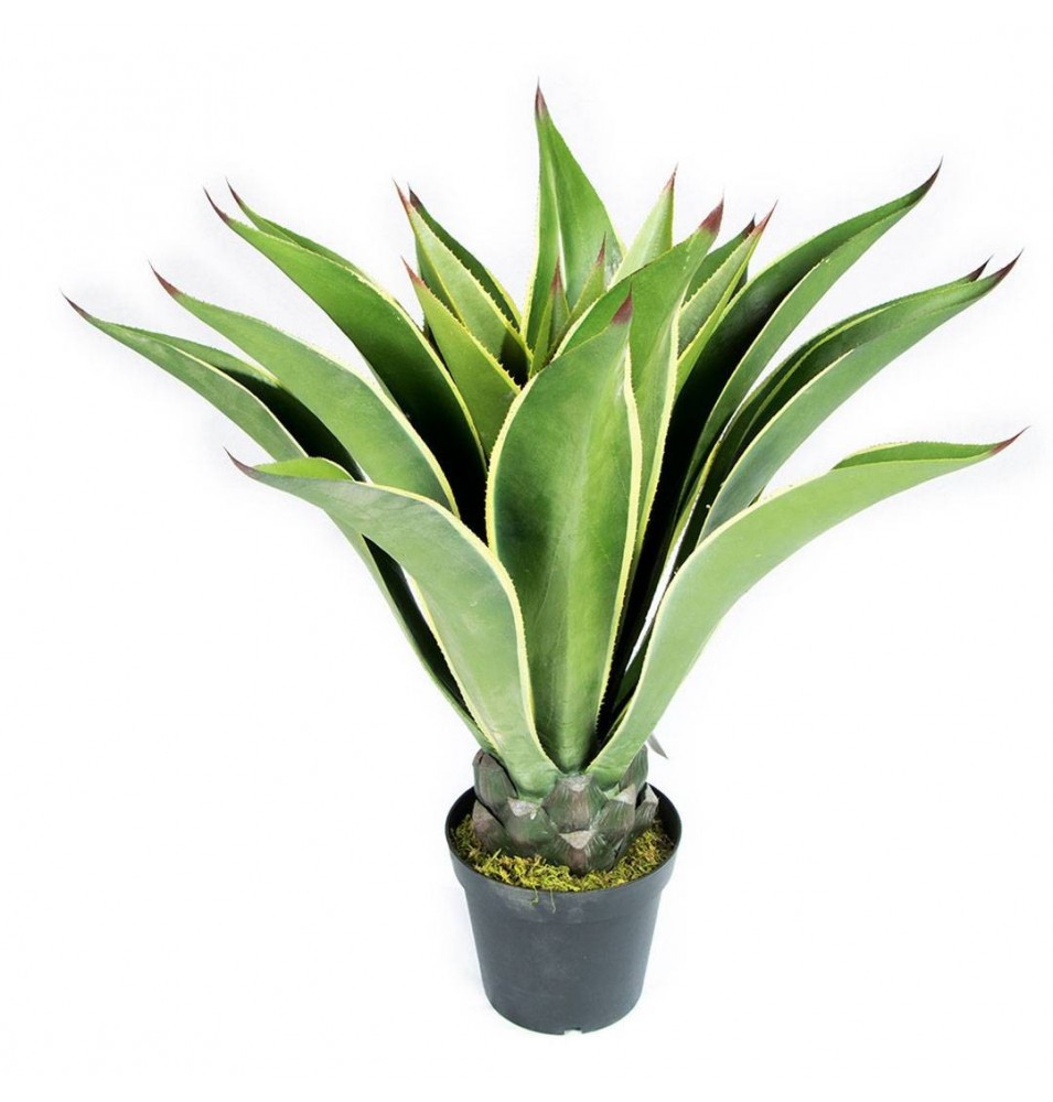 AGAVE 98 CM