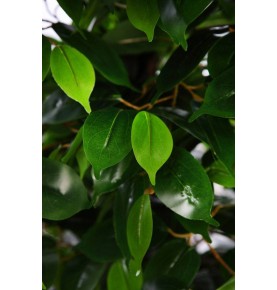 ÁRBOL DE FICUS RELIGIOSA ARTIFICIAL 185 CM