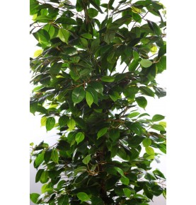 ÁRBOL DE FICUS RELIGIOSA ARTIFICIAL 185 CM